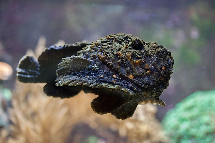 Reef stonefish (Synanceia verrucosa), also known as the stonefish (Credit: Vladimir Wrangel via Shutterstock)
