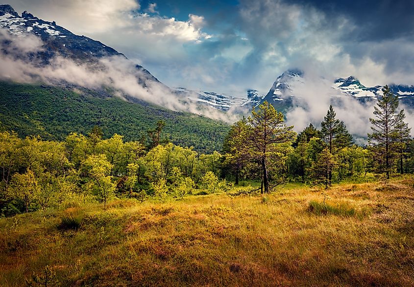 Astonishing summer scene of green forest and snowy mountains on background, Norway. 