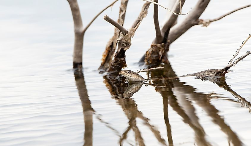 A Western Terrestrial Garter Snake (Thamnophis elegans) with Its Head out of the Water Swimming Across a Pond