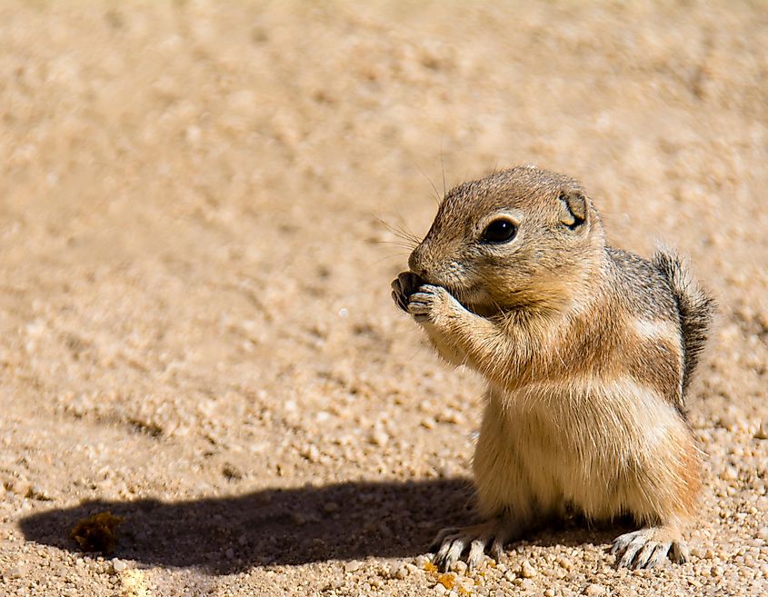 Mohave ground squirrel