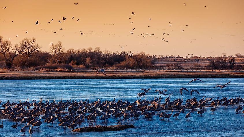 Migratory sandhill cranes flying over the Platte River in Grand Island, Nebraska