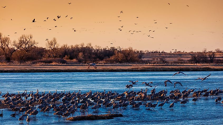 Migratory sandhill cranes flying over the Platte River in Grand Island, Nebraska