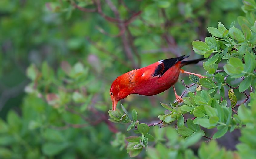 Iiwi, a rare bird found in the Waikamoi Preserve.