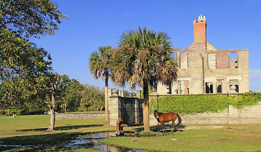 Wild Horse in front of Dungeness Ruins Historical Site, Cumberland Island National Seashore, Georgia.