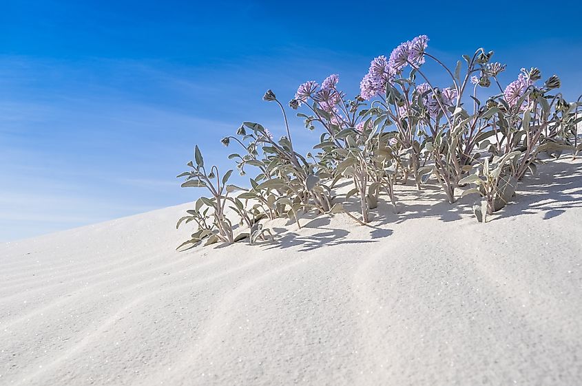 Trinity Site - White Sands National Park (U.S. National Park Service)