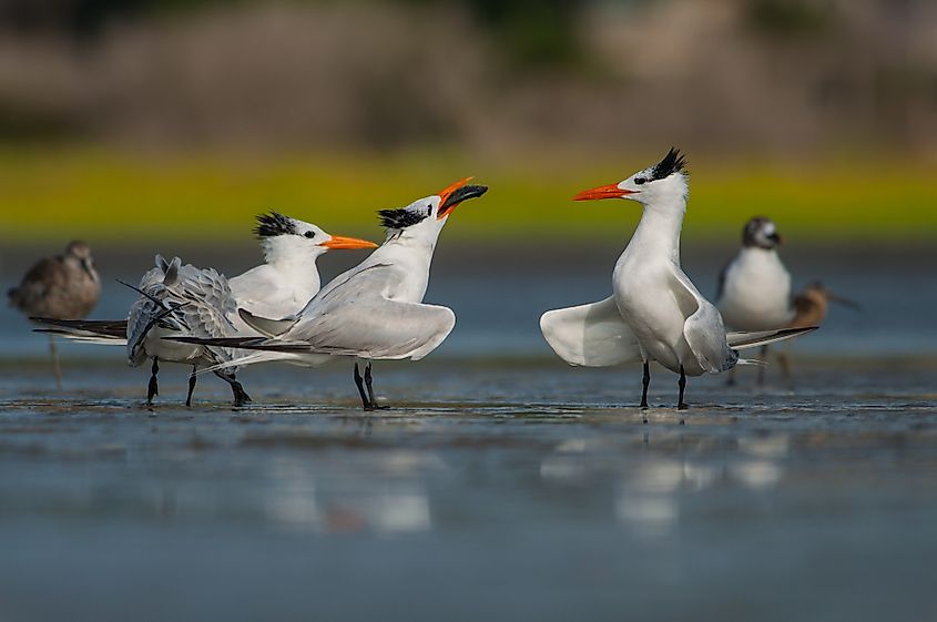 Royal tern birds in a courtship ritutal at a beach in Seabrook Island.