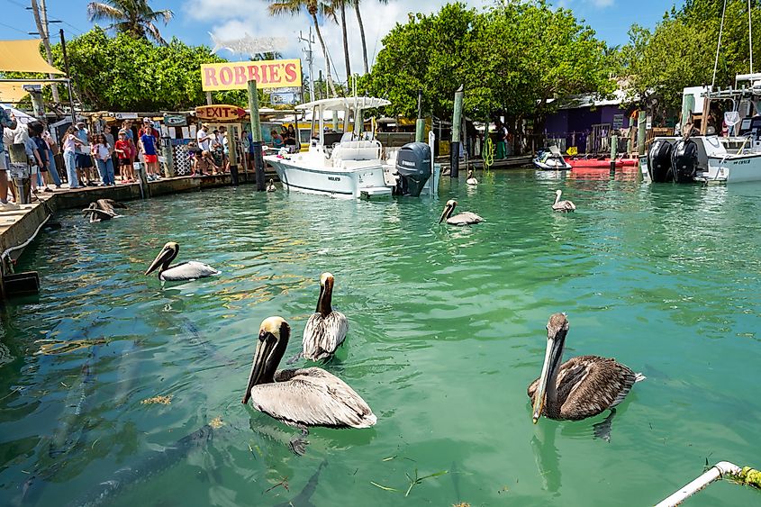 Tourists gathering at the docks of Robbie's Marina to feed wild brown pelicans and tarpon fish