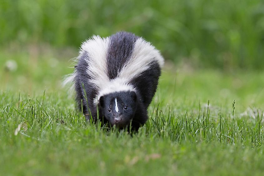 A striped skunk in the wild.