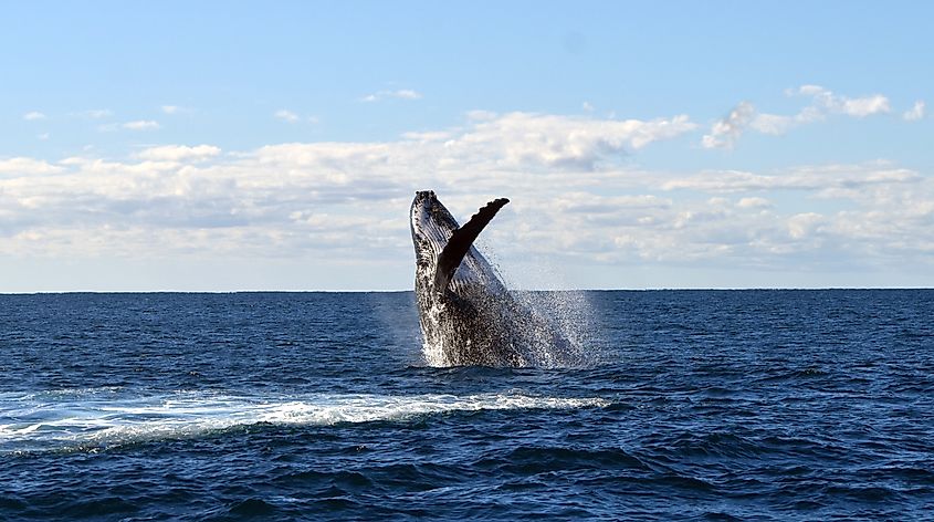 Humpback whale breaching the surface of the ocean.