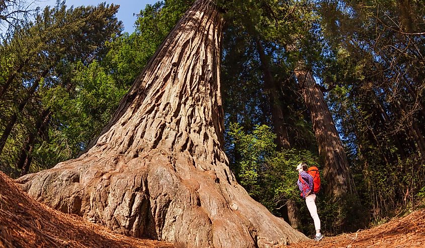 Girl standing near the big tree in Redwood California during summer sunny day fisheye view from below