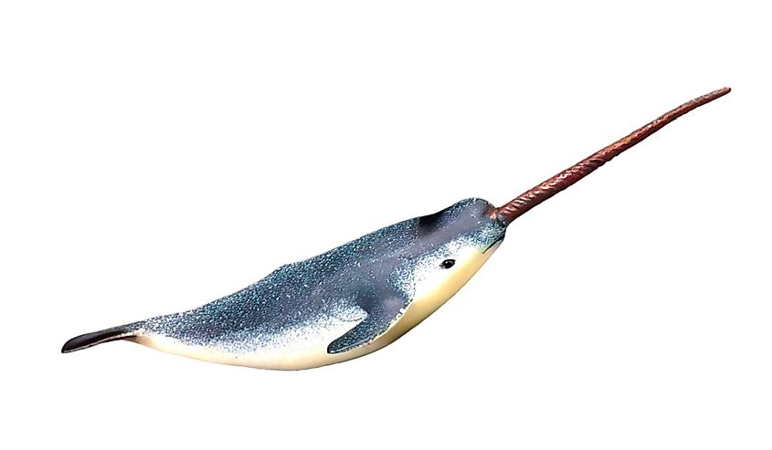 Rendering of a young narwhal.