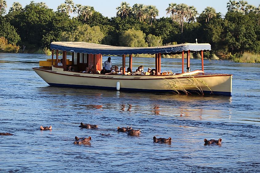 Zambezi river hippos