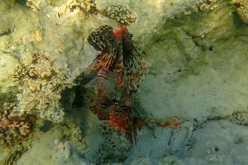 A mating pair of lionfish.