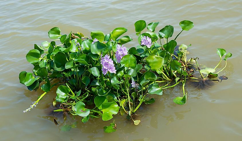 Water hyacinth plant floating on a river