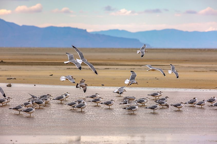 Great Salt Lake, Utah