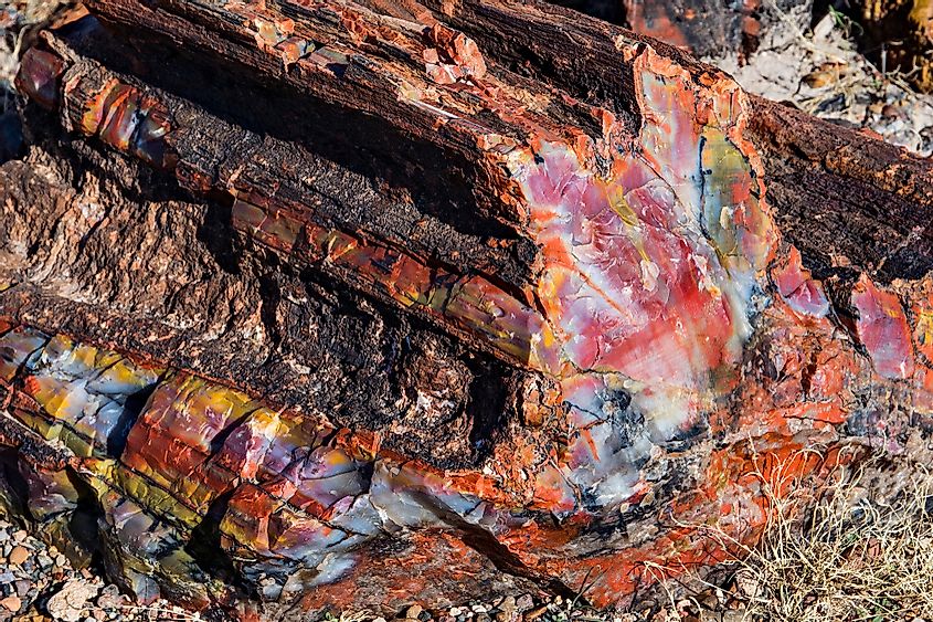 Colorful crystals in a petrified log in Petrified Forest National Park in Arizona