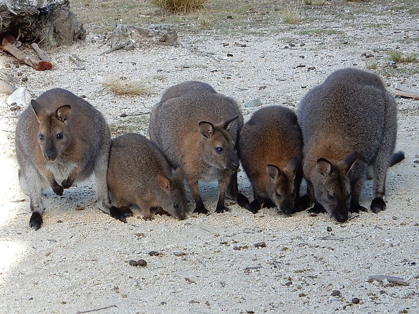 Wallabies in Flinders Island