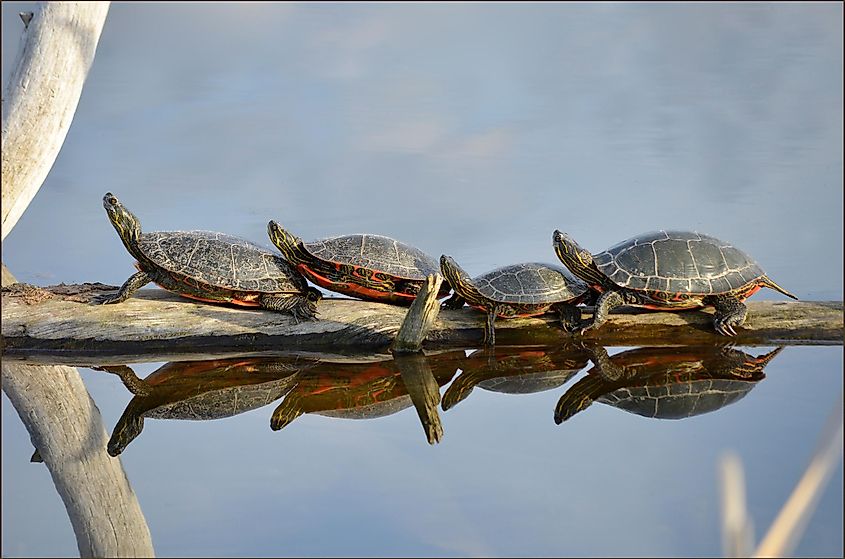 Western Painted Turtles Lined Up on a Log in the Water