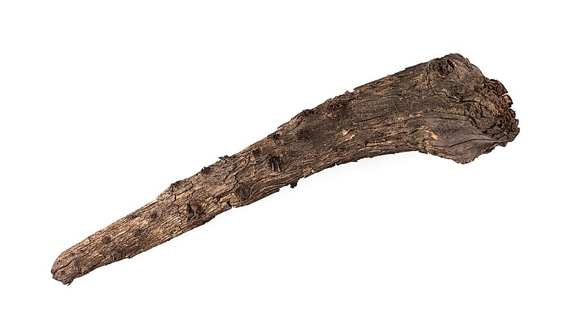 An ancient artefact that was possibly used a wooden club weapon.