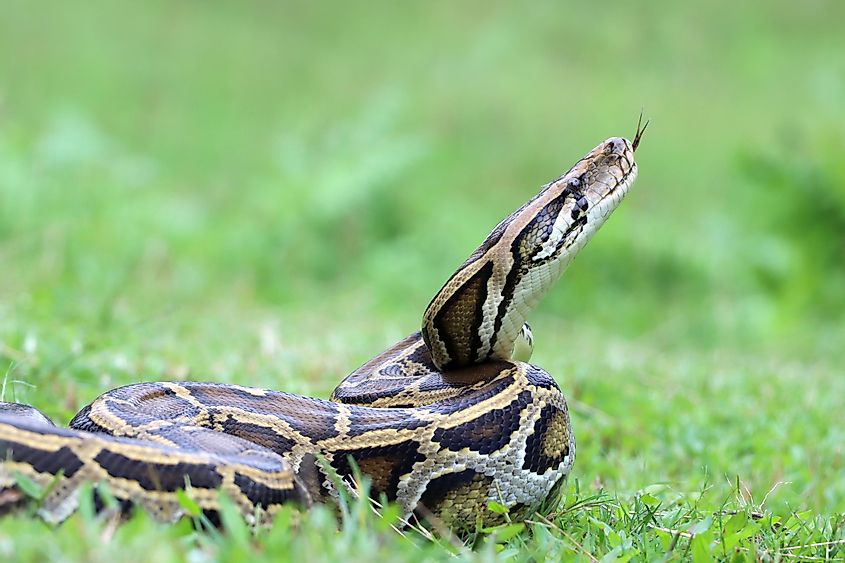 The Burmese python.