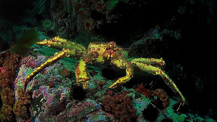 Red king crab (Paralithodes camtschatica). 