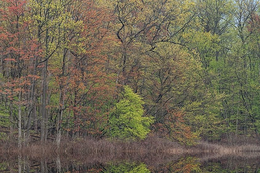 Spring landscape of the shoreline of Mud Lake with mirrored reflections in calm water, Michigan.