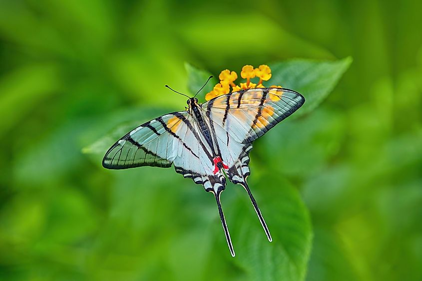 Mexican Kite-Swallowtail