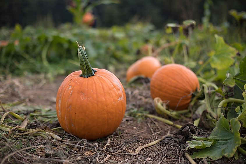 Pumpkins at Butler's Orchard in Germantown, Maryland