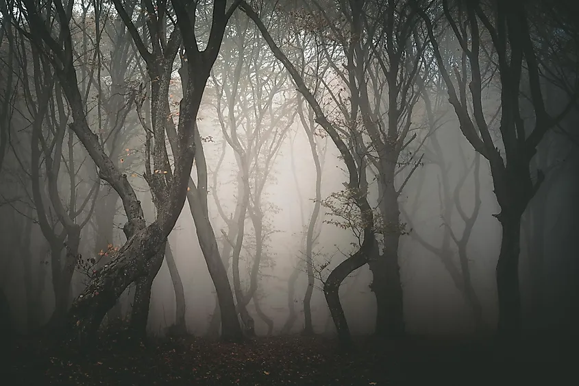 Hoia forest, Romania