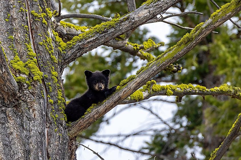 An American black bear cub resting in a tree