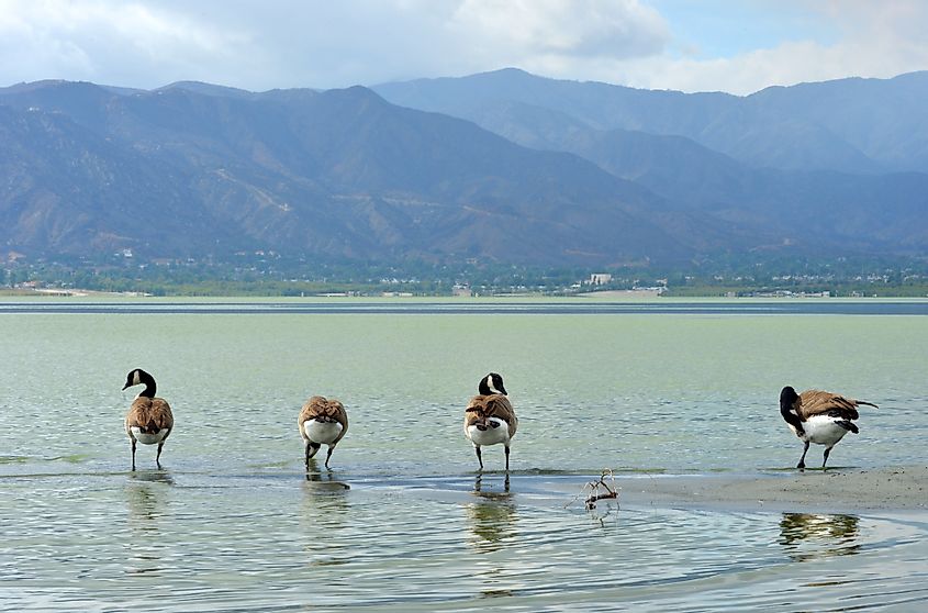 Wild goose standing in the Lake Elsinore, Californa, USA