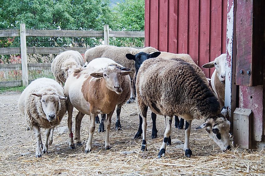 Sheep in Farm Sanctuary in Watkins Glen, New York