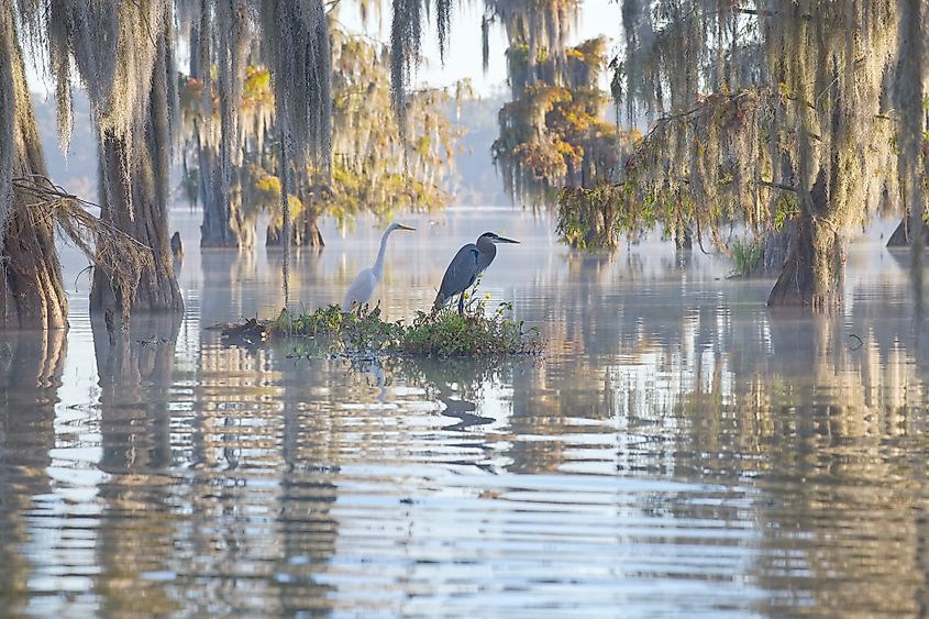 Birds in the Atchafalaya basin