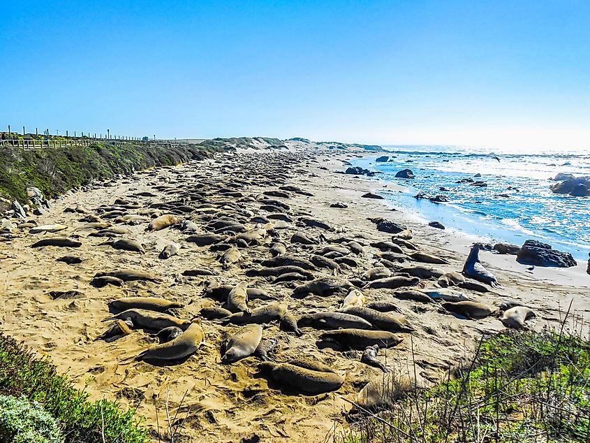 Elephant seal rookery on Piedra Blancas beach in Big Sur, California