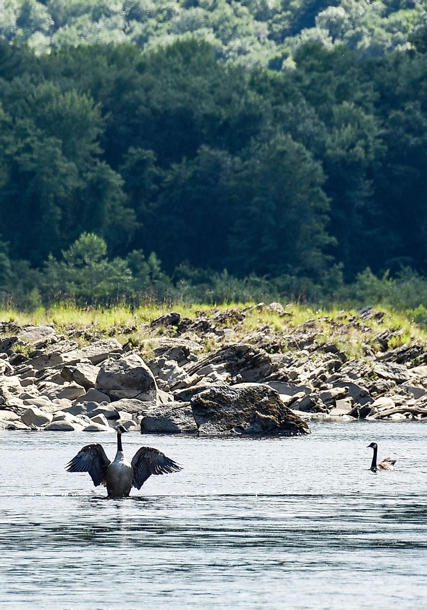 A Canadian goose sits in the Connecticut River