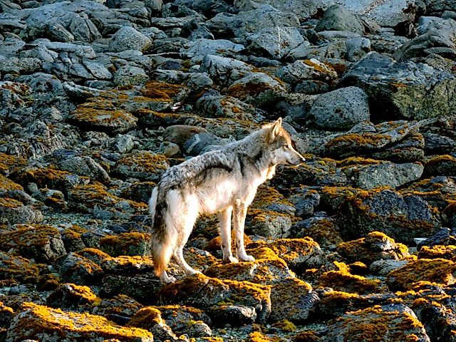 Vancouver Island coastal sea wolf