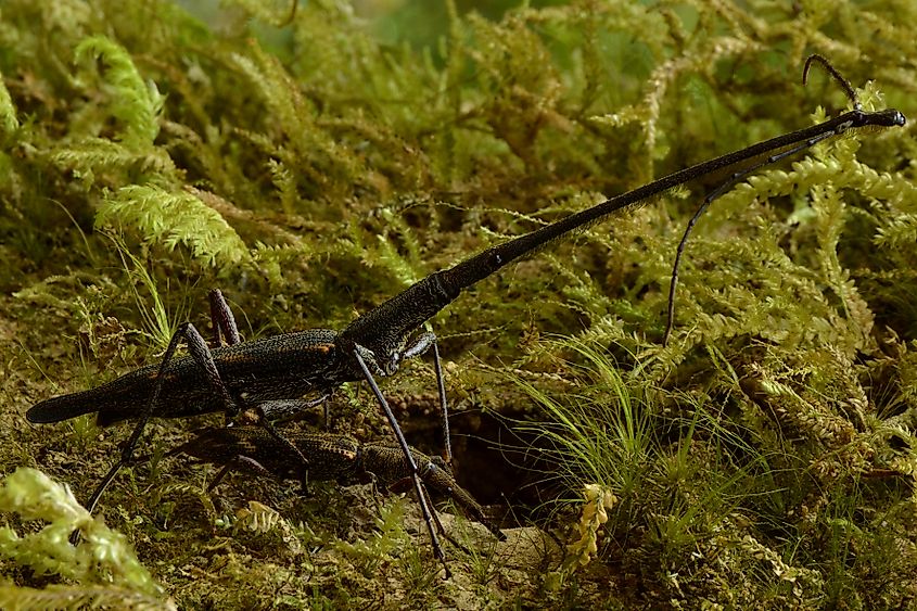 New Zealand giraffe weevil