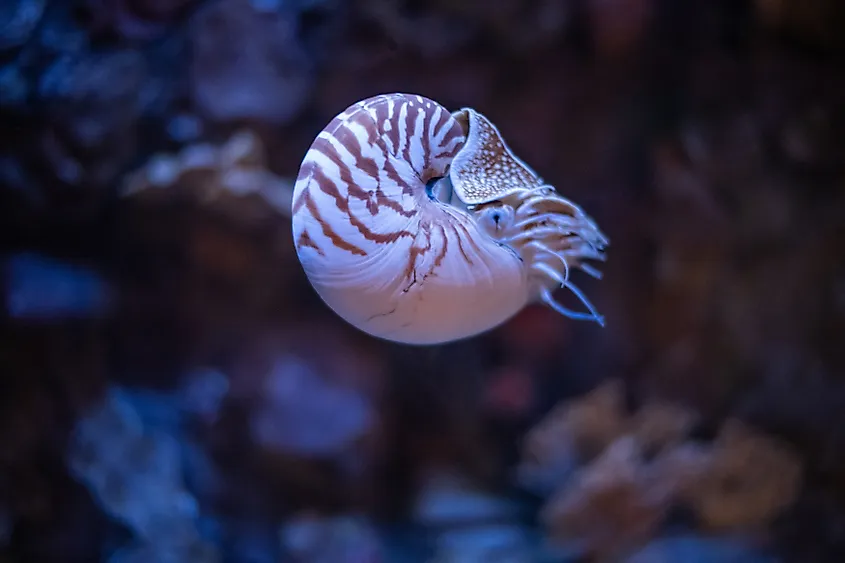 A nautilus.