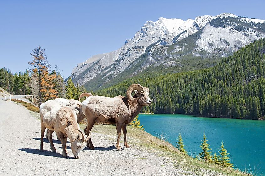 Mountain Bighorn sheep on the shores of Lake Minnewanka, Alberta, Canada