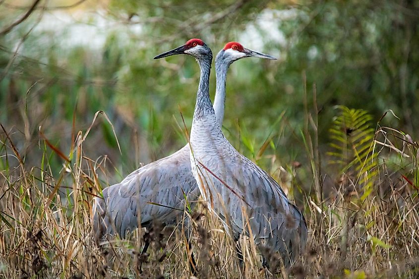 A mating pair of sandhill cranes.