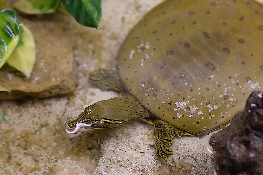 An eastern spiny softshell turtle.