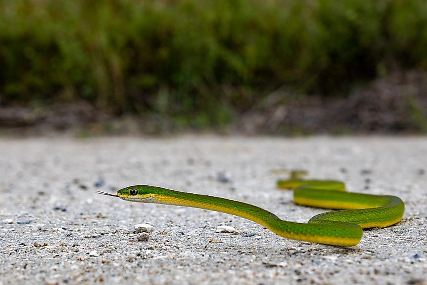 The rough green snake (Opheodrys aestivus) basking in the sun.