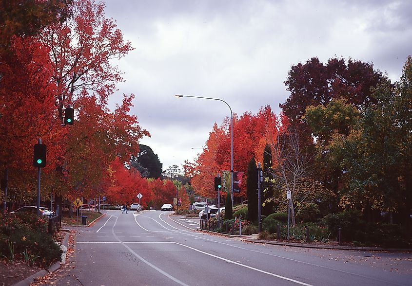 Autumn-coloured trees in the main street of Stirling in the Adelaide Hills, South Australia.