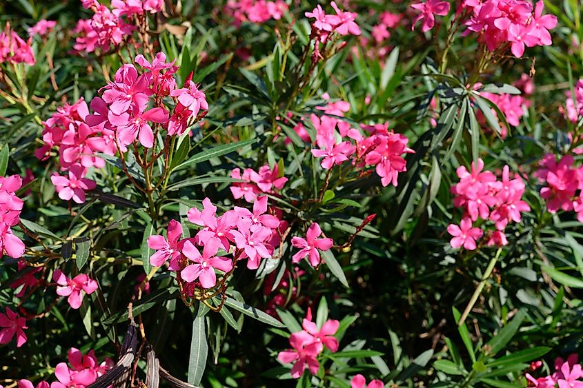 Flowers of the Nerium oleander plant.