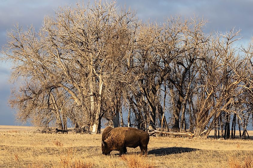 Welby is also close to the Rocky Mountain Arsenal National Wildlife Refuge.
