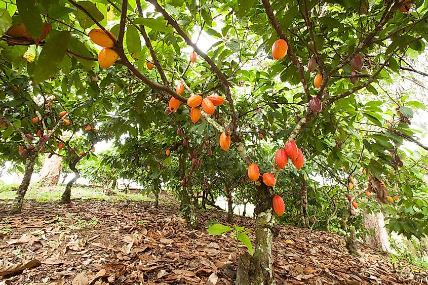 Cacao tree with fruits planted on farm, Itacare, Bahia, Brazil