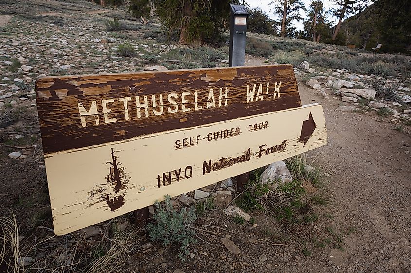 The sign for the Methuselah trail at the Ancient Bristlecone Pine Forest.