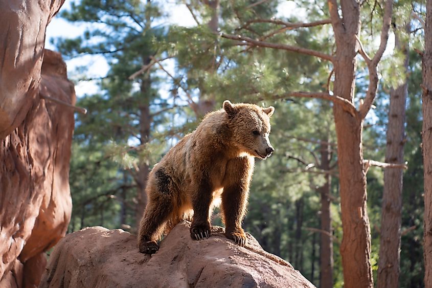 Williams, Arizona: Grizzly bear at Bearizona Wildlife Park.