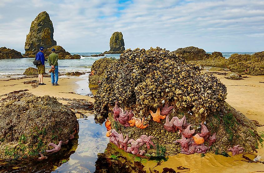 Starfish on rock outcropping at low tide, Pacific Ocean, at Canon Beach.
