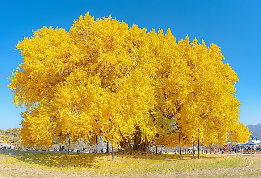 A ginkgo tree in Bangye-ri.